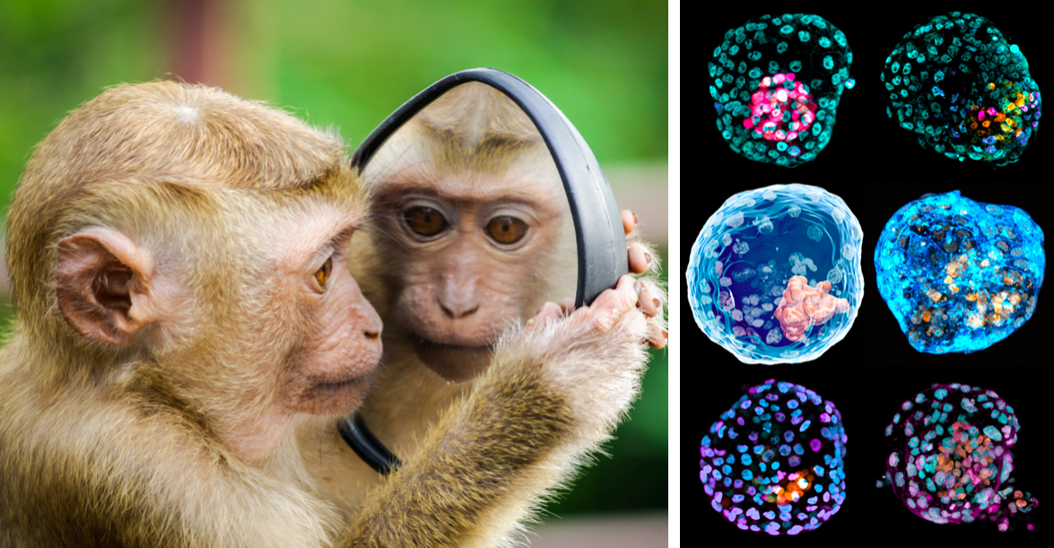 Forskare har skapat hybrid av människa och apa i labb.